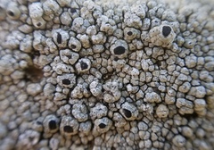 Tephromelataceae