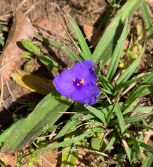 Tradescantia subacaulis
