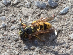 Vespula germanica