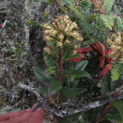 Monticalia pulchella