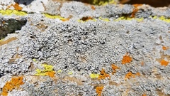 Tephromelataceae