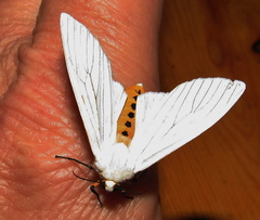 Ustjuzhania lineata