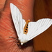 Spilosoma lineata - Photo (c) Peter Vos, some rights reserved (CC BY-NC), uploaded by Peter Vos