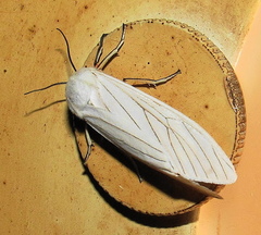 Ustjuzhania lineata