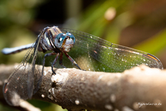Orthetrum julia capicola