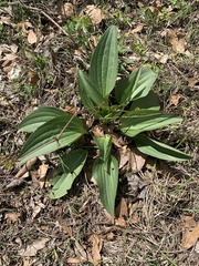 Arnoglossum plantagineum
