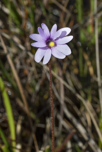 Pinguicula ionantha