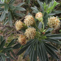 Monticalia pulchella