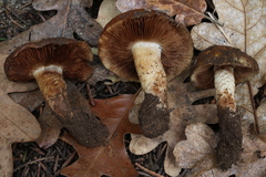 Pholiota foedata