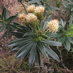 Monticalia pulchella