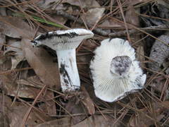 Russula densifolia