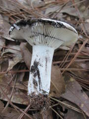 Russula densifolia