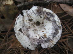 Russula densifolia
