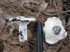 Russula densifolia