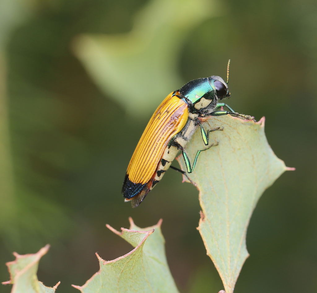 標本 Australia Themognatha fortnumi 29mm Fortumii Jewel Beetle (Temognatha fortumii) in Deep Shadow Box
