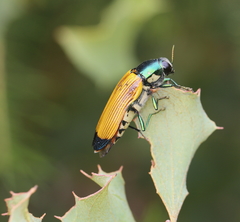 Temognatha conspicillata