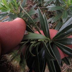 Monticalia pulchella