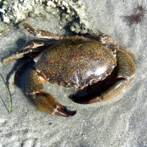 Florida Stone Crab (Gulf Islands National Seashore Sealife) · iNaturalist