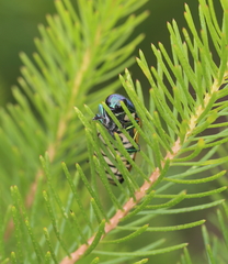 Temognatha conspicillata