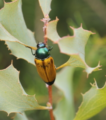 Temognatha conspicillata