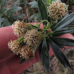 Monticalia pulchella