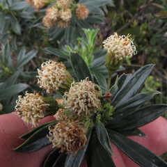 Monticalia pulchella