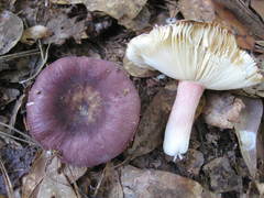 Russula sericeonitens
