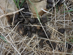 Cervus canadensis nannodes