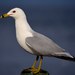 Ring-billed Gull - Photo (c) Craig K. Hunt, some rights reserved (CC BY-NC-ND), uploaded by Craig K. Hunt