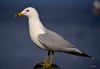 Ring-billed Gull - Photo (c) Craig K. Hunt, some rights reserved (CC BY-NC-ND), uploaded by Craig K. Hunt