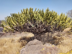 Myrtillocactus geometrizans