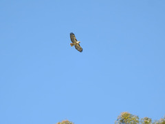 Buteo jamaicensis