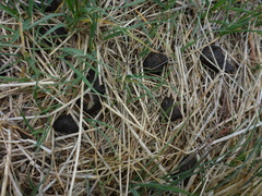 Cervus canadensis nannodes