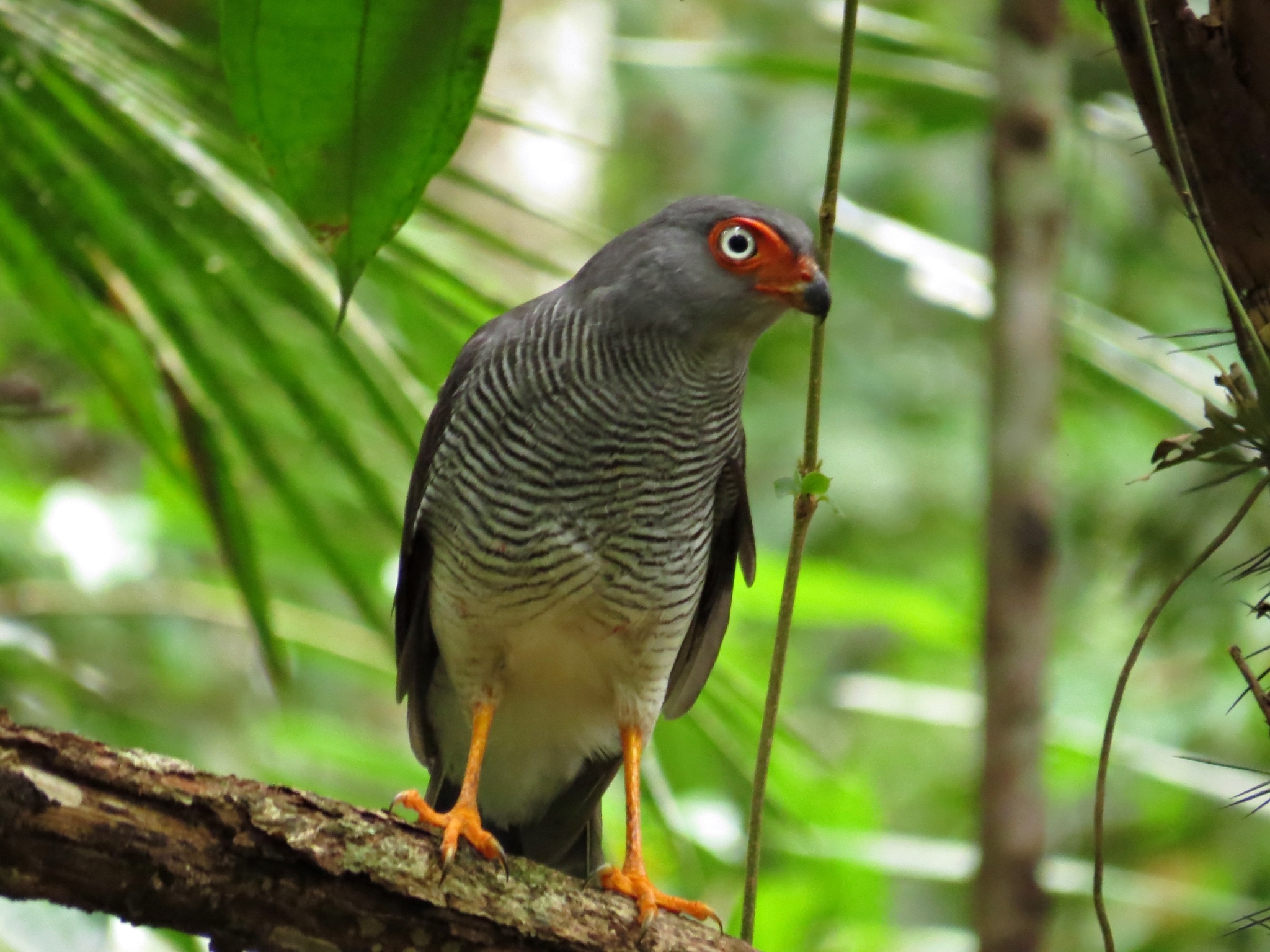 Lined Forest-Falcon (Micrastur gilvicollis) · iNaturalist Canada