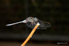 Orthetrum julia capicola