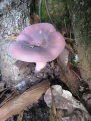 Russula sericeonitens