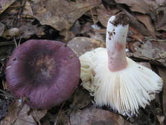 Russula sericeonitens