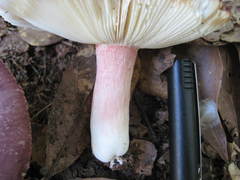 Russula sericeonitens