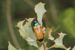 Temognatha conspicillata