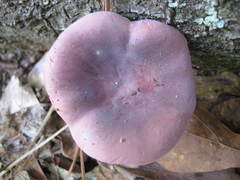 Russula sericeonitens