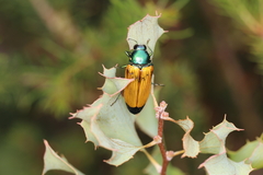 Temognatha conspicillata