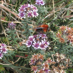 Linochilus phylicoides