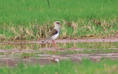 Vanellus resplendens