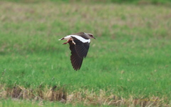 Vanellus resplendens