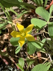 Oxalis pilosa