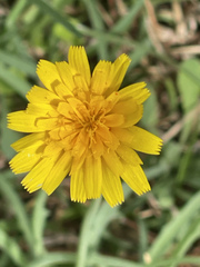 Krigia dandelion