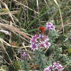 Linochilus phylicoides