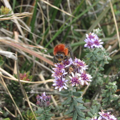Linochilus phylicoides