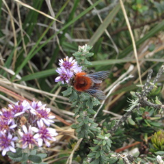 Linochilus phylicoides