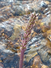 Plantago cordata